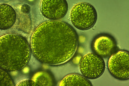 macro shot of cellular level green beta-glucan
