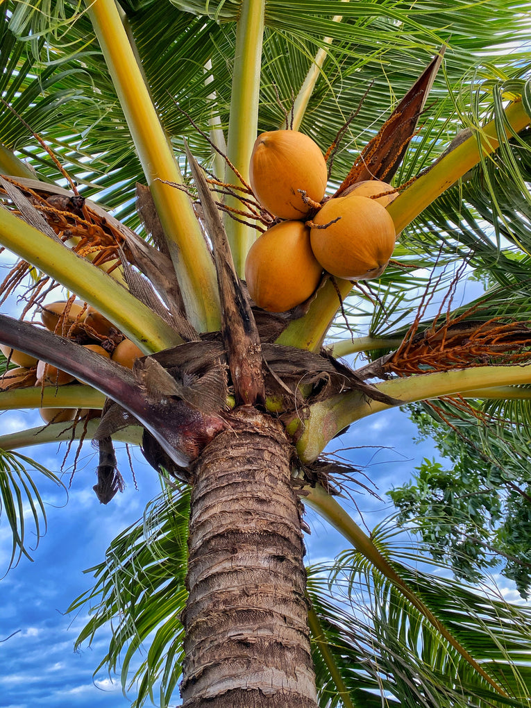 Coconut: What are the Health Benefits?