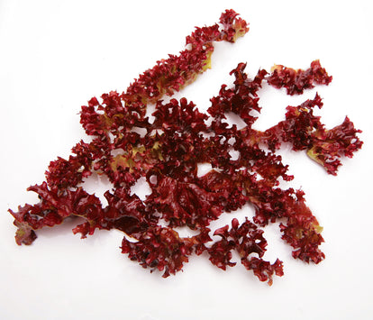 Is Red Algae (Astaxanthin) Good for You?