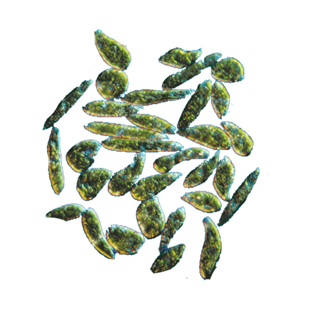 Microscopic image of beta-glucan